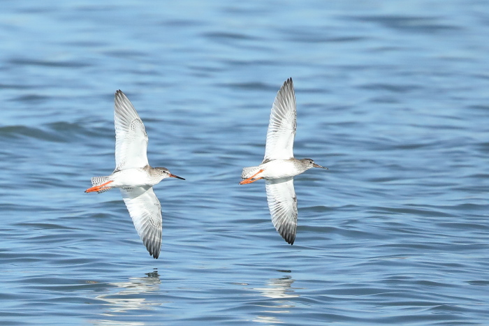Archibebes comunes en las salinas de Santa Pola (S. Arroyo)